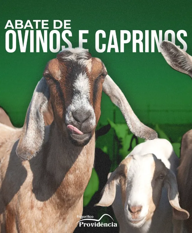 Ovinos e caprinos